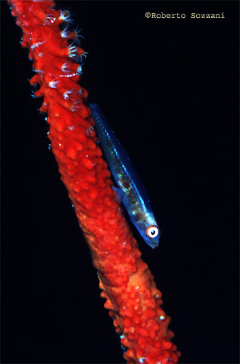 Ghiozzo - Goby