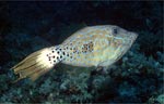 Scrawled filefish