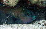 Common parrotfish