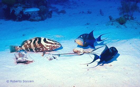 Nassau Grouper and Queen Triggerfish