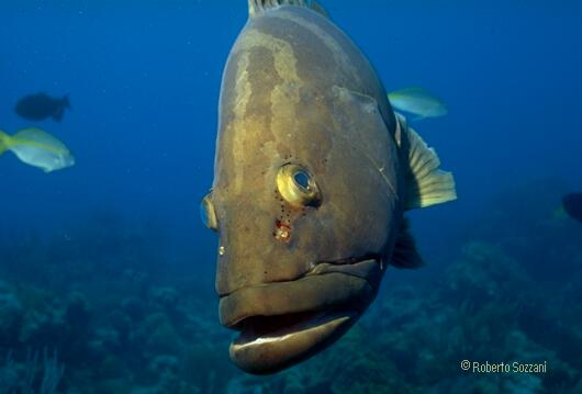 Epinephelus striatus