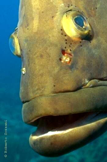 Epinephelus striatus