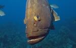 Friendly Nassau Grouper (16k)