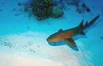 Nurse Shark (28k)