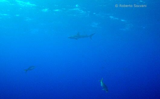 Carcharhinus perezi