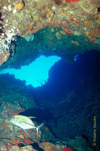 A tunnel in a coral wall