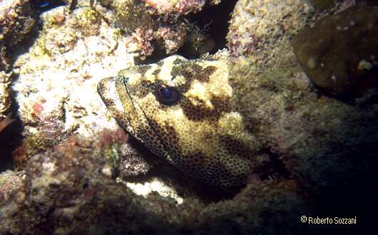 Epinephelus fuscoguttatus