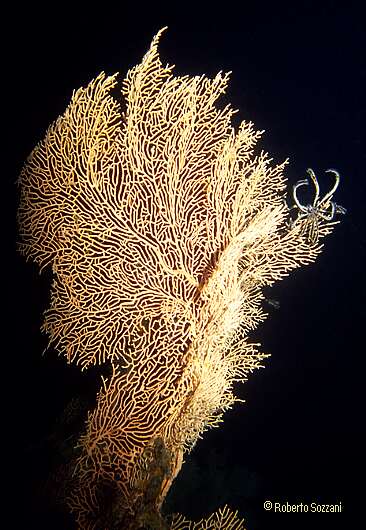 A Gorgonia with a Crinoid