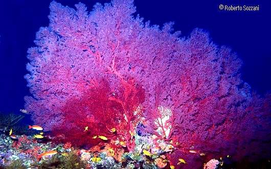 Red Gorgonian