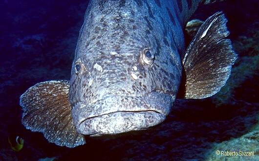 Epinephelus tukula