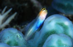 Combtooth Blenny