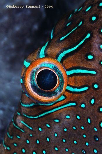 Canthigaster papua