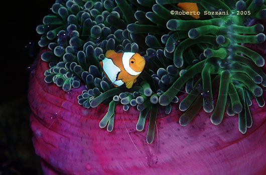 Amphiprion ocellaris