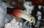 Fire goby, Dartfish