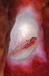 Goby hiding in a sponge