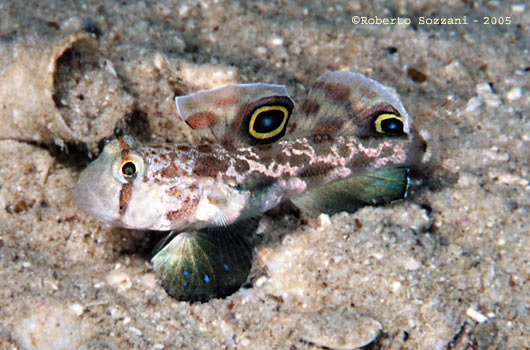 Signigobius biocellatus