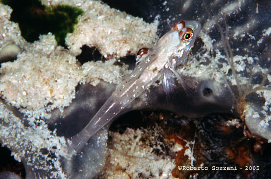 Fusigobius signipinnis