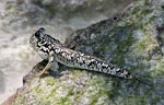 Barred mudskipper