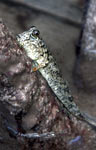 Barred mudskipper