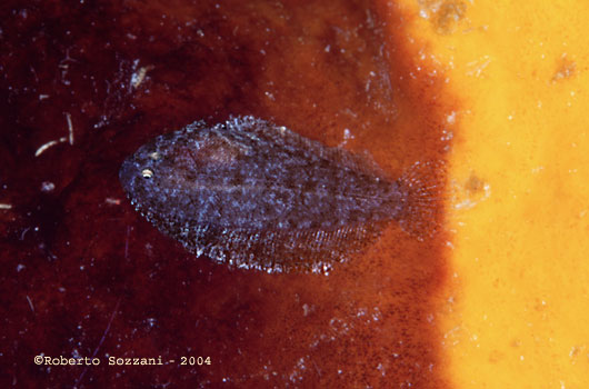 Sogliola (giovanile, 3cm.) - Sole (juvenile, 3cm.)