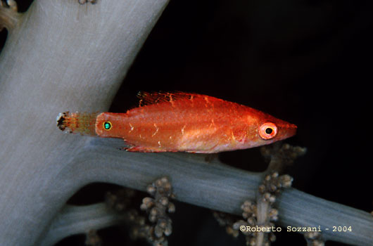 Labride (giovanile), Wrasse (juvenile)