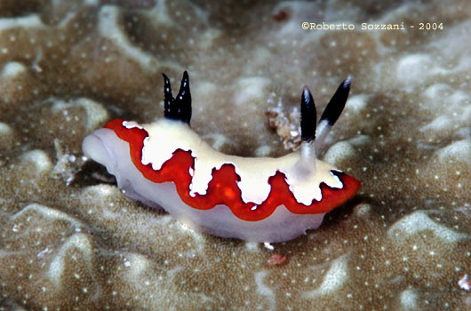 Chromodoris fidelis