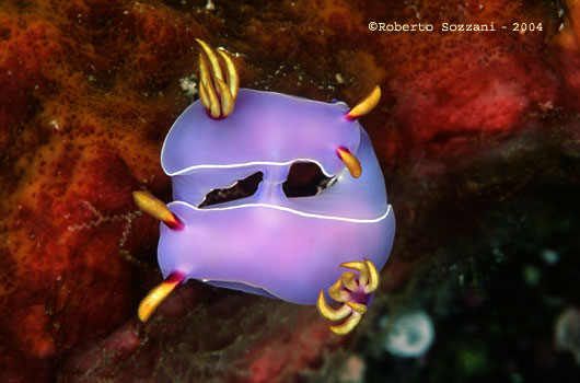 Hypselodoris bullocki