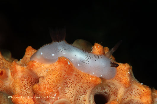 Jorunna funebris (juvenile)