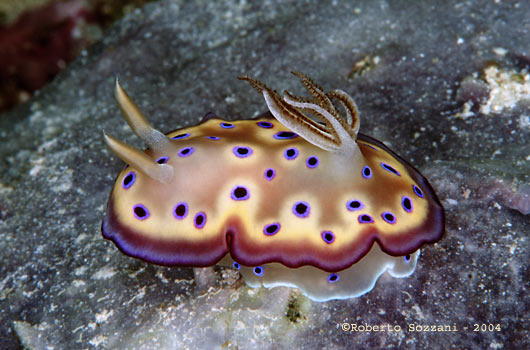 Chromodoris kuniei