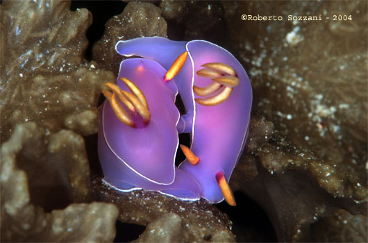 Hypselodoris bullocki