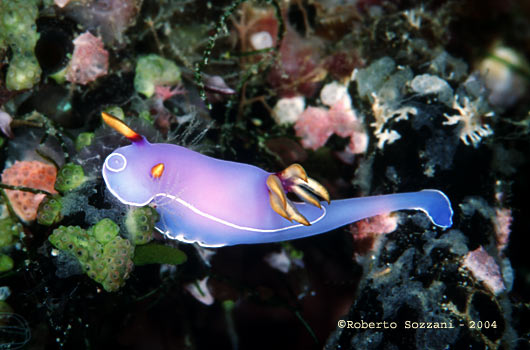 Hypselodoris bullocki