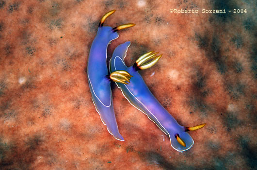 Hypselodoris bullocki