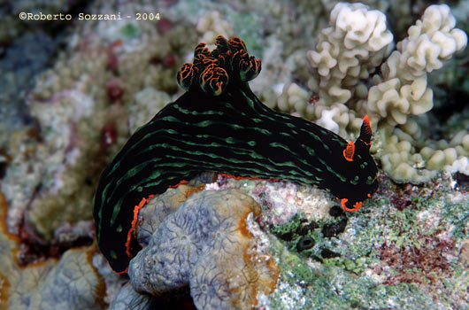 Nembrotha kubaryana