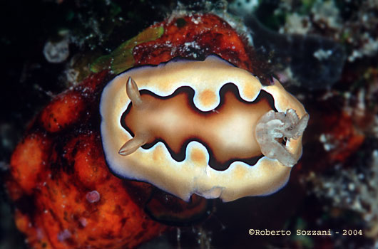 Chromodoris coi