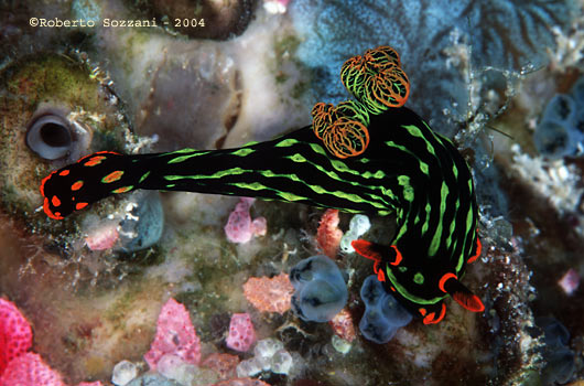 Nembrotha kubaryana