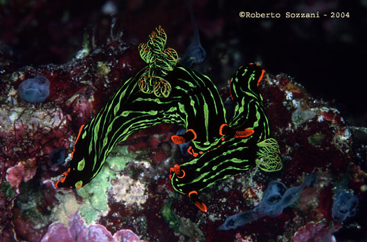 Nembrotha kubaryana