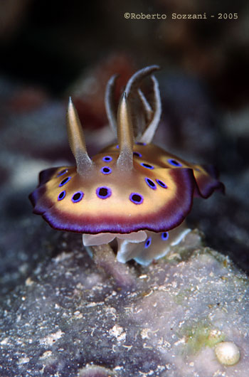 Chromodoris kuniei