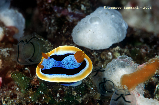 Chromodoris annae (juvenile)