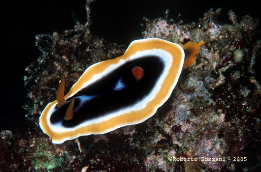 Chromodoris sp.