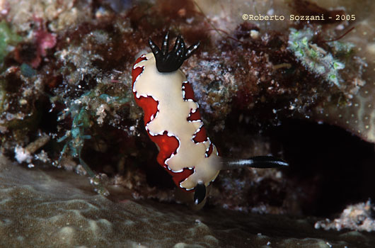 Chromodoris fidelis