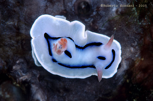 Chromodoris lochi