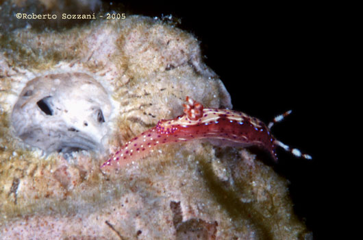 Hypselodoris maculosa