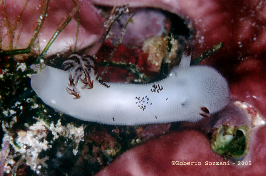 Jorunna funebris (juvenile)