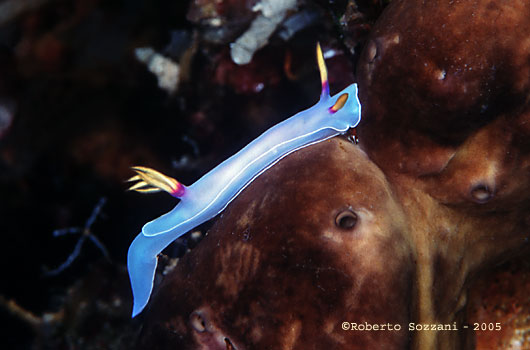 Hypselodoris bullocki