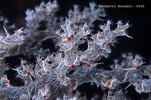 Corallo (dettaglio dei polipi) - Coral (polip details)