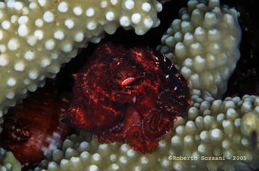 Polpo pygmeo - Pygmy Octopus - Walea Island