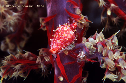 Conchiglia Ovulidae - Allied cowrie, Cuspivolva rosewateri