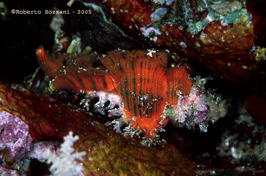 Muricide - Murex shell, Rock shell, Chicoreus sp.