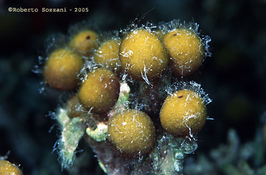 Spugna - Sponge, Myriastra clavosa