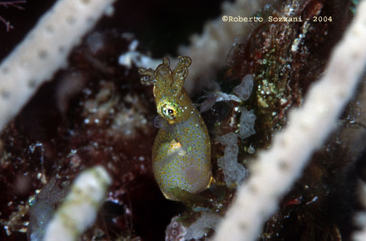 Calamaro pigmeo - Pygmy squid, Idiosepius sp.